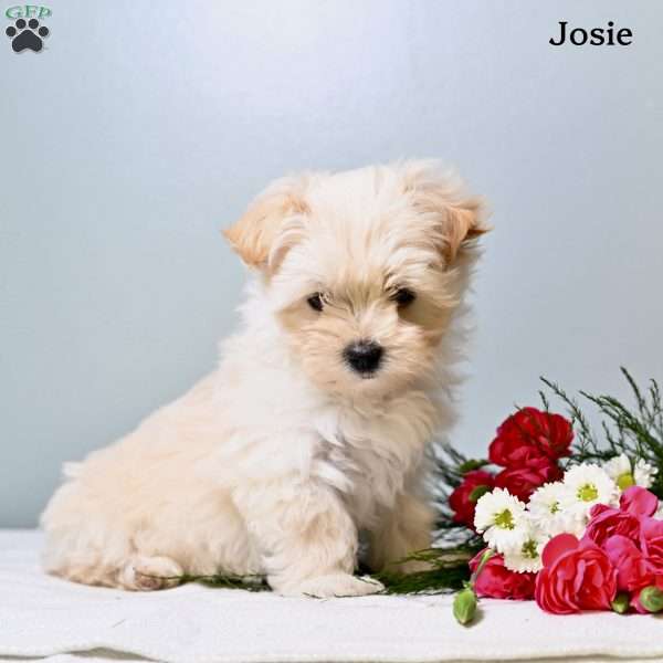 Josie, Morkie / Yorktese Puppy