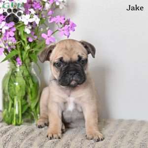 Jake, French Bulldog Puppy