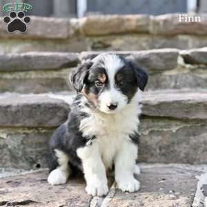 Finn, Australian Shepherd Puppy