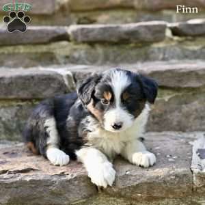 Finn, Australian Shepherd Puppy
