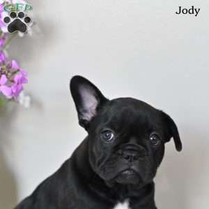 Jody, French Bulldog Puppy