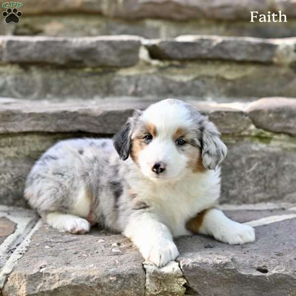 Faith, Australian Shepherd Puppy