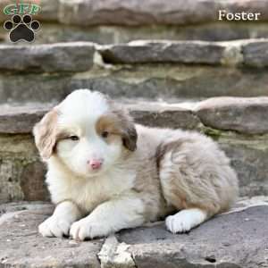 Foster, Australian Shepherd Puppy
