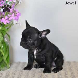 Jewel, French Bulldog Puppy