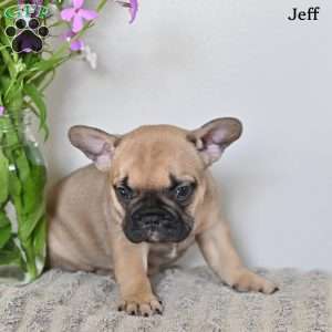 Jeff, French Bulldog Puppy