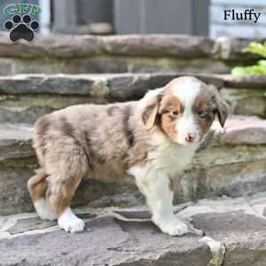 Fluffy, Australian Shepherd Puppy