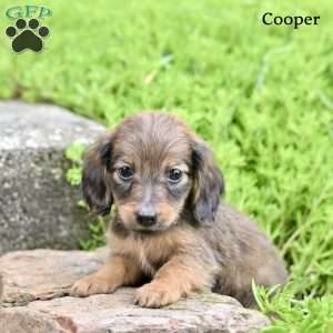 Cooper, Dachshund Puppy