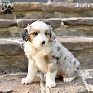 Flower, Australian Shepherd Puppy