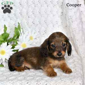 Cooper, Dachshund Puppy
