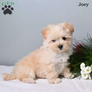Joey, Morkie / Yorktese Puppy