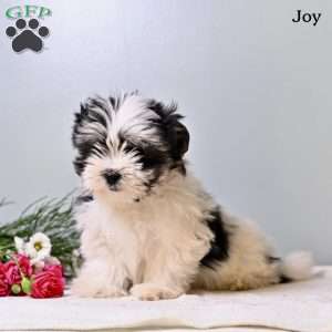 Joy, Morkie / Yorktese Puppy