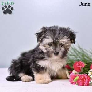 June, Morkie / Yorktese Puppy