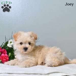 Joey, Morkie / Yorktese Puppy