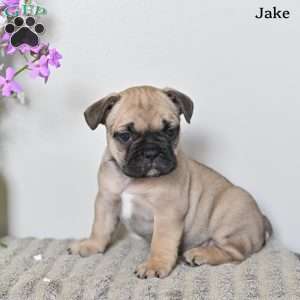 Jake, French Bulldog Puppy