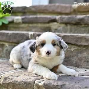 Flower, Australian Shepherd Puppy