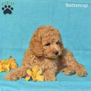 Buttercup, Miniature Poodle Puppy