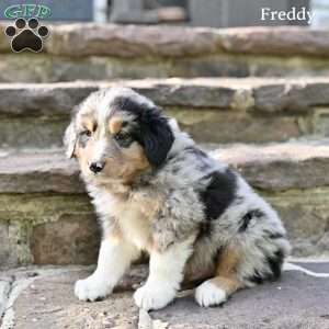 Freddy, Australian Shepherd Puppy