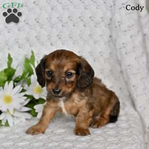 Cody, Dachshund Puppy