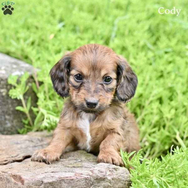 Cody, Dachshund Puppy