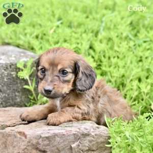 Cody, Dachshund Puppy