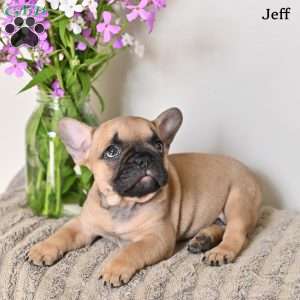 Jeff, French Bulldog Puppy