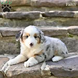 Faith, Australian Shepherd Puppy