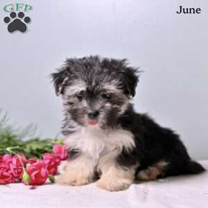 June, Morkie / Yorktese Puppy