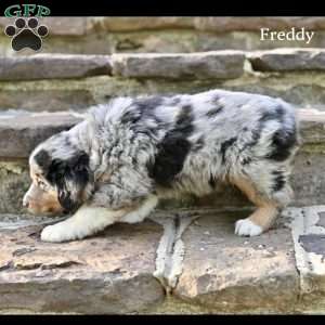 Freddy, Australian Shepherd Puppy