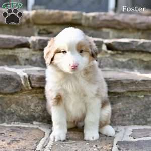 Foster, Australian Shepherd Puppy