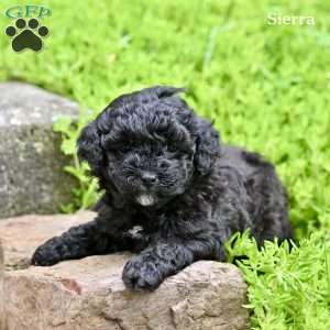 Sierra, Miniature Poodle Puppy
