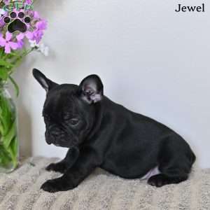 Jewel, French Bulldog Puppy