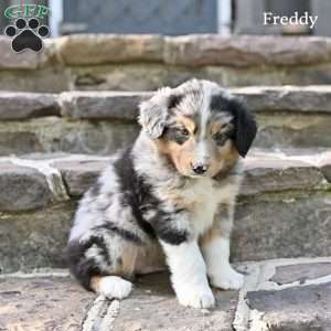Freddy, Australian Shepherd Puppy