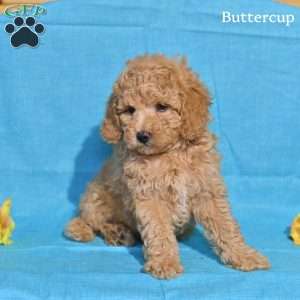 Buttercup, Miniature Poodle Puppy