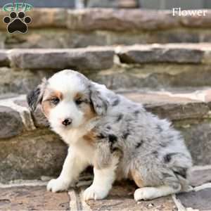 Flower, Australian Shepherd Puppy