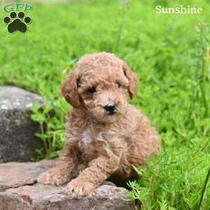 Sunshine, Toy Poodle Puppy
