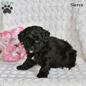 Sierra, Miniature Poodle Puppy