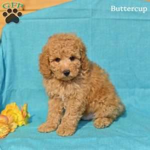 Buttercup, Miniature Poodle Puppy