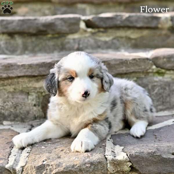 Flower, Australian Shepherd Puppy