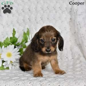 Cooper, Dachshund Puppy