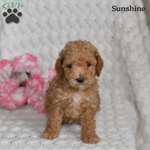 Sunshine, Toy Poodle Puppy