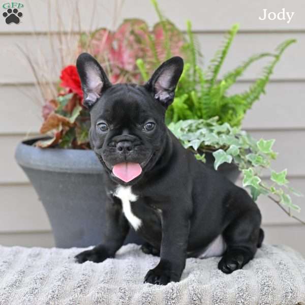 Jody, French Bulldog Puppy