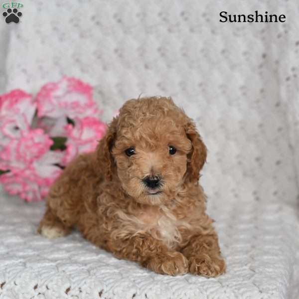 Sunshine, Toy Poodle Puppy