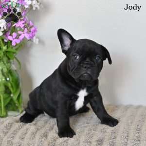 Jody, French Bulldog Puppy