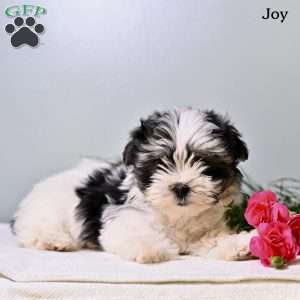 Joy, Morkie / Yorktese Puppy