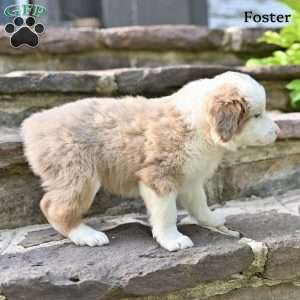 Foster, Australian Shepherd Puppy