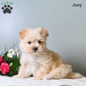 Joey, Morkie / Yorktese Puppy