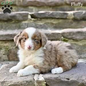 Fluffy, Australian Shepherd Puppy
