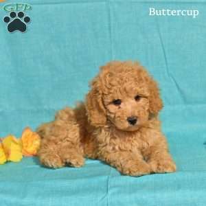 Buttercup, Miniature Poodle Puppy