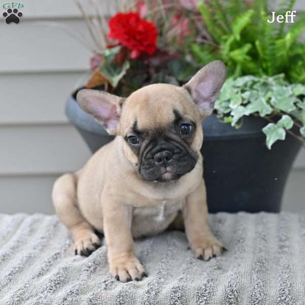 Jeff, French Bulldog Puppy