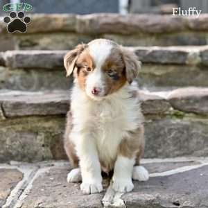 Fluffy, Australian Shepherd Puppy